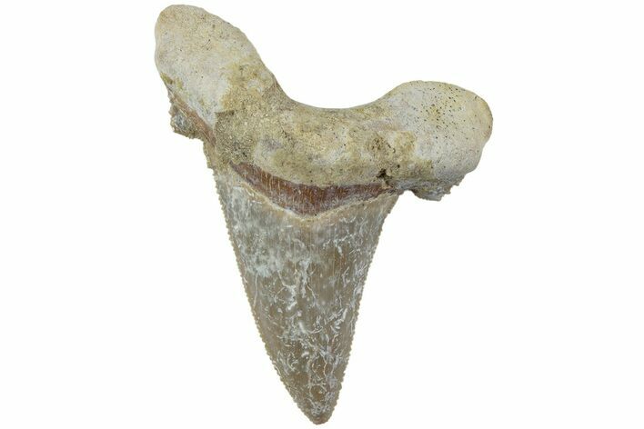 Serrated Sokolovi (Auriculatus) Shark Tooth - Dakhla, Morocco #225223